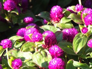 DSCF4266